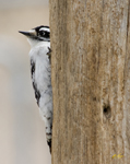 Downy Woodpecker